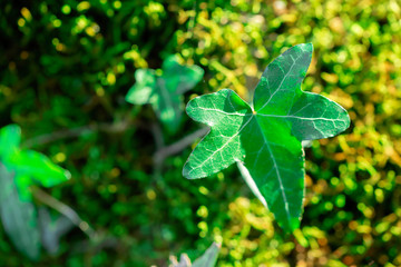 green moss vegetable texture with a wild ivy shoot