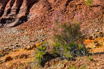 plants on the red rocks of Rio Tinto