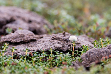 Pilz Makro in der Natur