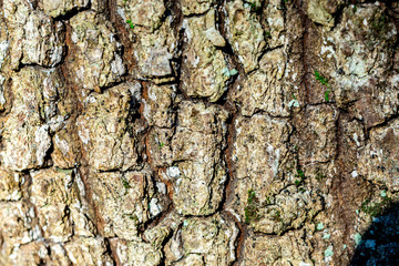 Wood textured background with green moss texture