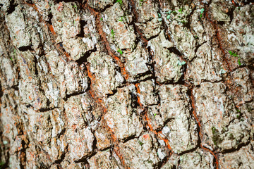 Wood textured background with green moss texture