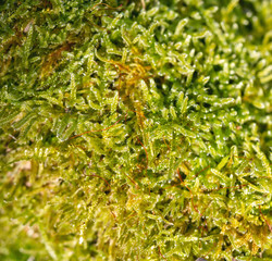 green moss vegetable texture