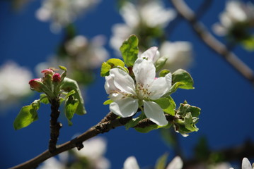 apple blossom