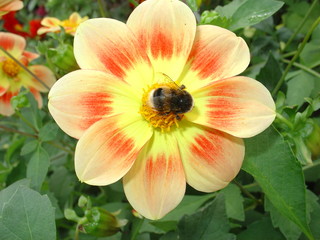 Fototapeta premium bumblebee