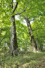 Fototapeta premium 市原新道のブナの双子