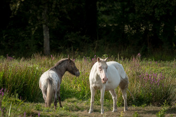 Fototapeta na wymiar A white and grey horse in Briere Regional Natural Park