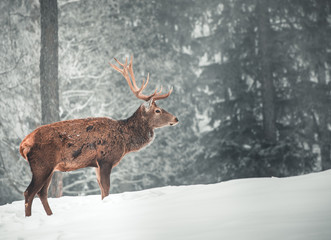 Naklejka na ściany i meble A beautiful red deer standing in front of a snowy landscape with a beautiful snowed background in the forest