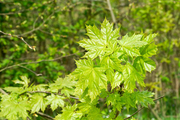 Young fresh maple leaves (Acer platanoides) in spring forest. Leaves are highlighted by the sun. Natural green background. Selective focus.