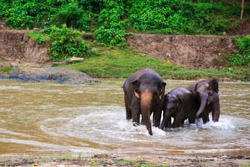 elephants in water - 250324632