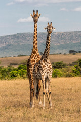 Pair of giraffs in plain