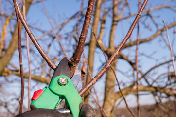 Pruning apple with garden scissors. Spring pruning of fruit trees in the garden.