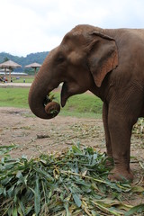 elephant sanctuary - 250324830