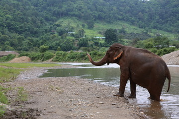 elephant sanctuary - 250324868