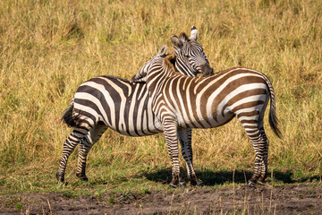 Fototapeta na wymiar zebras inn love