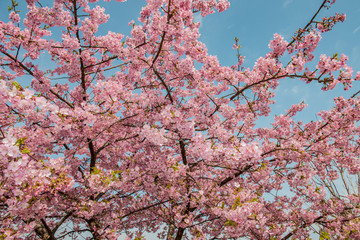 四浦半島の河津桜