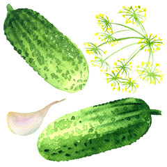 Fresh two cucumbers, dill umbrella, garlic, vegetable ingredients for pickle, summer harvest, isolated, hand drawn watercolor illustration on white background