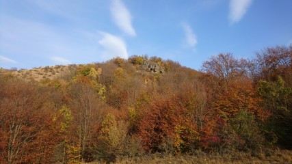 Autumn, trees