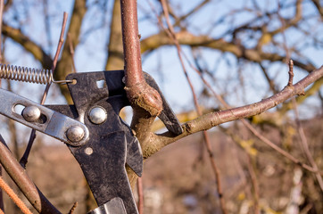 Pruning young fruit trees with garden scissors. Spring pruning of fruit trees in the garden.