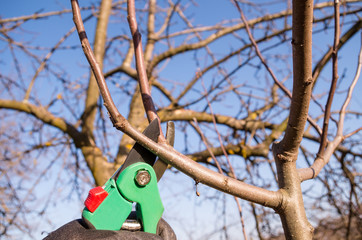 Pruning apple with garden scissors. Spring pruning of fruit trees in the garden.