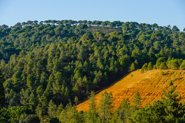 Obraz premium plants on the red rocks of Rio Tinto