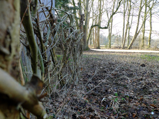 Brunch fence in the park