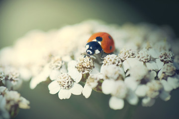 Ladybird on white Flowers