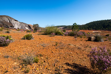 plants on the red rocks of Rio Tinto
