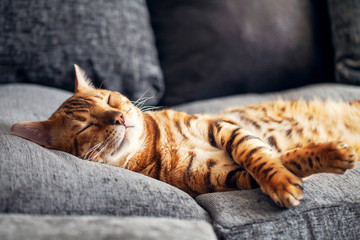 Sleeping Bengal Cat - Powered by Adobe