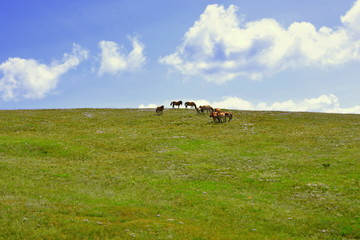 Hustai National Park