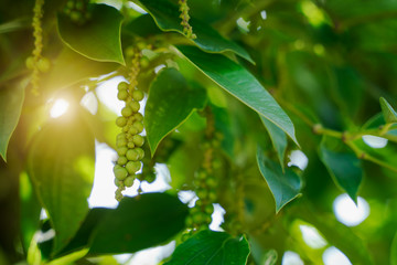 Pepper farm plantation. Green raw black peppercorn crop. Macro close up background