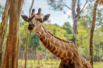 Giraffe animal wildlife close up outdoors portrait