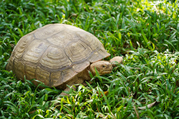 Tortoise turtle animal with shell on green grass