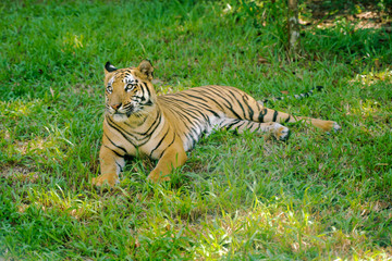 Fototapeta na wymiar Tiger animal on the grass. Stripped wildcat at summer