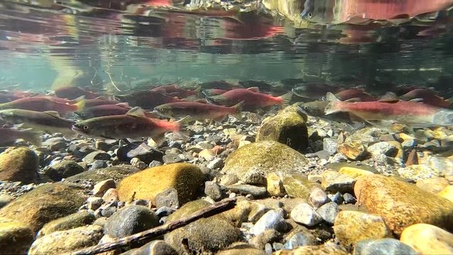 Grouchy salmon defends her spot in a stream during spawning season