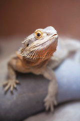 Bearded Dragon on Rock