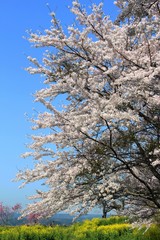 岡城　桜と菜の花の風景