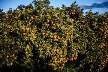 Fototapeta na wymiar Ripe oranges grown in a Mediterranean orchard in the sun growing healthy from a Valencian orange tree in summer.