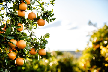 Ripe oranges grown in a Mediterranean orchard in the sun growing healthy from a Valencian orange tree in summer.