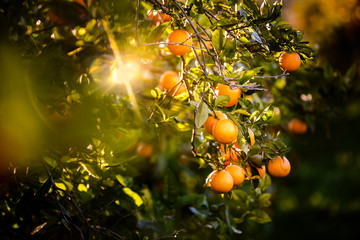 Ripe oranges loaded with vitamins hung from the orange tree in a plantation at sunset with sunbeams in the background in spring.