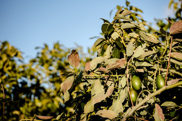 Branches filled with hass avocados of rough skin in a plantation.