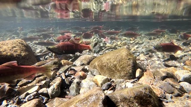 Hundreds of salmon swimming just below the surface of a creek