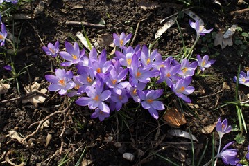 Crocus sauvage mauves