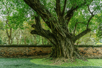 Temple of Literature in Hanoi city, Vietnam. Van Mieu