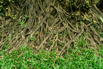 Roots of big tree and green grass. Nature background