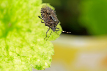 stink bug on  hen with chick