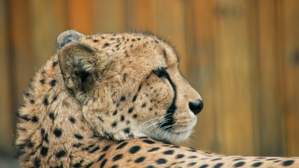 Cheetah. The predatory mammal of the cat family, lives in the majority of the countries of Africa and also in the Middle East.
