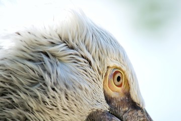 Portrate of grey pelican