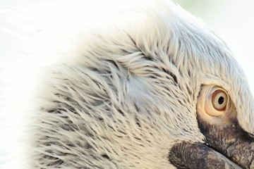 Portrate of grey pelican