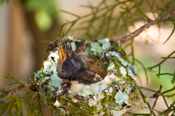 Cría de colibrí