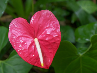 close up of a large pink anthurium tropical flower in a garden on maui